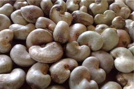 Xác minh nguyên nhân việc nhập khẩu điều thô từ Campuchia tăng đột biến