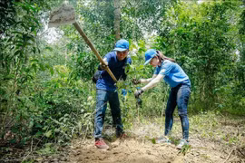 Trồng 1 tỷ cây xanh: Tránh chạy theo phong trào, 'trồng 10, chết 9'