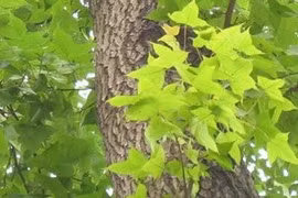 Cây sau sau có đặc tính giống phong lá đỏ