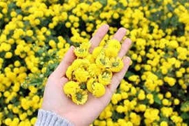 Cúc hoa chữa nhức đầu, cao huyết áp