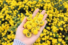 Cúc hoa chữa nhức đầu, cao huyết áp