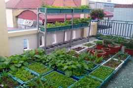 Các yếu tố cần thiết của vườn rau