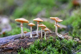 Con đường gây ảo giác của “nấm ma thuật”