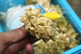 Rước bệnh vì chăm nấm tại nhà