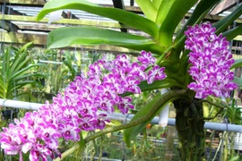 Bật mí 6 loại hoa lan chơi Tết cực “chuẩn”