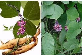 Phương thuốc từ thảo dược chữa bệnh gan do rượu