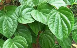 Lá trầu không trị hôi miệng