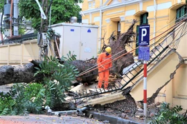 Hà Nội: Gió lớn thổi bật gốc cây cổ thụ, đè sập tường TAND tối cao