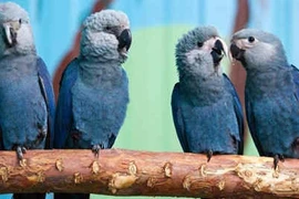 Sự thực gây sốc về loài vẹt nổi tiếng trong phim Rio