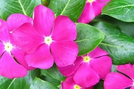 Tăng huyết áp vì bỏ thuốc Tây uống dừa cạn