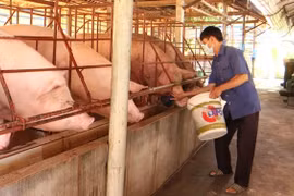 Giá lợn hơi xuống thấp, người chăn nuôi đang thua lỗ nặng