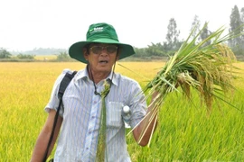 Gạo ngon ST25 bị làm giả, rà soát các cơ sở liên quan