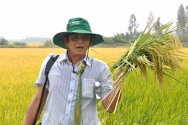 Gạo ngon ST25 bị làm giả, rà soát các cơ sở liên quan