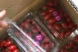 Cà chua bi giá tiền triệu: Cần biết rõ nguồn gốc tránh chất gây ung thư