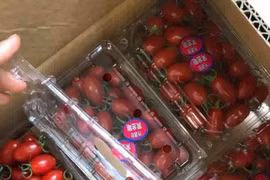 Cà chua bi giá tiền triệu: Cần biết rõ nguồn gốc tránh chất gây ung thư