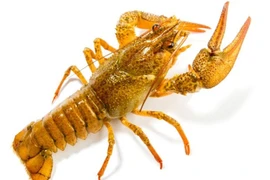 Sử dụng vỏ tôm càng để tích trữ năng lượng