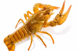 Sử dụng vỏ tôm càng để tích trữ năng lượng