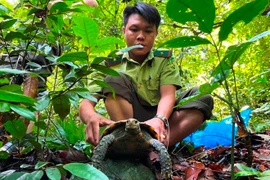 Nhờ công tác tuyên truyền, vận động, một người dân ở thị trấn Đồng Lê, huyện Tuyên Hóa (Quảng Bình) đã tự nguyện giao nộp cho Hạt Kiểm lâm huyện Tuyên Hóa 3 cá thể rùa núi viền.