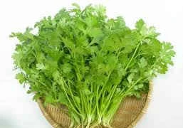 Lá mùi chữa bệnh