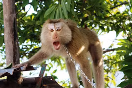 Không nuôi nhốt động vật hoang dã ở chùa