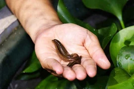 Con đỉa cũng là vị thuốc