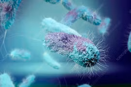 Vi khuẩn thở kim loại - tiềm năng phát triển hệ cảm biến sống