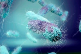 Vi khuẩn thở kim loại - tiềm năng phát triển hệ cảm biến sống