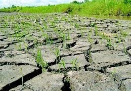 Nông nghiệp chịu tác động của biến đổi khí hậu