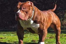 Vụ bé trai 8 tuổi bị Pitbull cắn chết ở Bình Phước: Nhiều quốc gia đã cấm nuôi