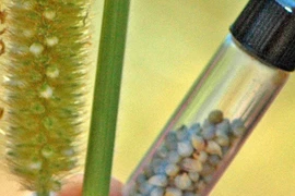 Nhựa sinh học từ phụ phẩm nông nghiệp 