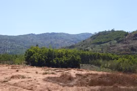 Chuyên gia ‘mổ xẻ’ việc cả nước còn gần 3 triệu ha rừng 'chưa có chủ'