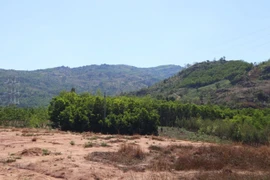 Chuyên gia ‘mổ xẻ’ việc cả nước còn gần 3 triệu ha rừng 'chưa có chủ'