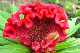 Hoa mào gà trị ho ra máu