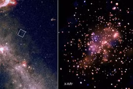 Chân dung gia đình sao lạ dưới công nghệ tia X