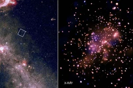 Chân dung gia đình sao lạ dưới công nghệ tia X