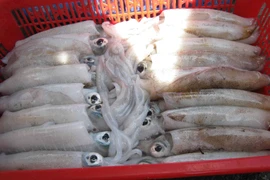 Sử dụng oxy già trong xử lý mực, bạch tuộc