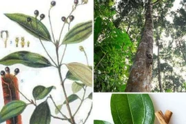  Quế chữa chấn thương