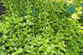  Rau đắng chữa suy nhược thần kinh