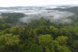 Loại bỏ carbon tự nhiên chỉ có thể là biện pháp bổ sung cho giảm phát thải CO2 từ nhiên liệu hóa thạch