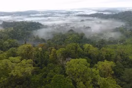 Loại bỏ carbon tự nhiên chỉ có thể là biện pháp bổ sung cho giảm phát thải CO2 từ nhiên liệu hóa thạch