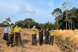 Kiên Giang: Thành lập tổ công tác đặc biệt xử lý việc phá rừng, lấn chiếm đất ở Phú Quốc