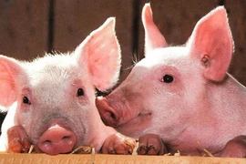 Dabaco (DBC) lãi 6 tháng gấp 28 lần cùng kỳ