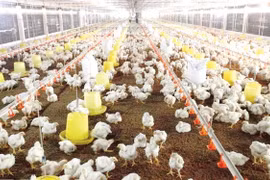 Chăn nuôi gia cầm đang ở thời kỳ khủng hoảng?