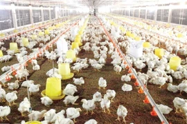 Chăn nuôi gia cầm đang ở thời kỳ khủng hoảng?