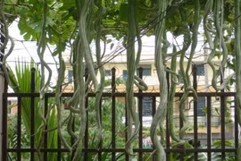 Mướp rắn tốt cho người nội nhiệt