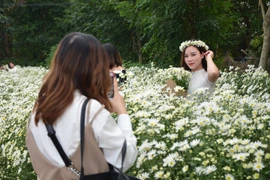 Tuy hoạ mi mới bắt đầu vào mùa, các vườn cúc họa mi đã đón hàng ngàn lượt khách tới vui chơi và chụp ảnh.