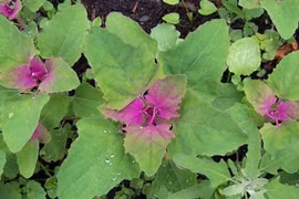 Công dụng chữa bệnh bất ngờ của cây rau muối