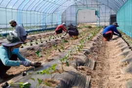 Cảnh báo lừa đảo đưa người lao động sang Hàn Quốc làm việc thời vụ 