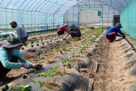 Cảnh báo lừa đảo đưa người lao động sang Hàn Quốc làm việc thời vụ 