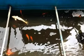 Không thể hồi sinh sông Tô Lịch?